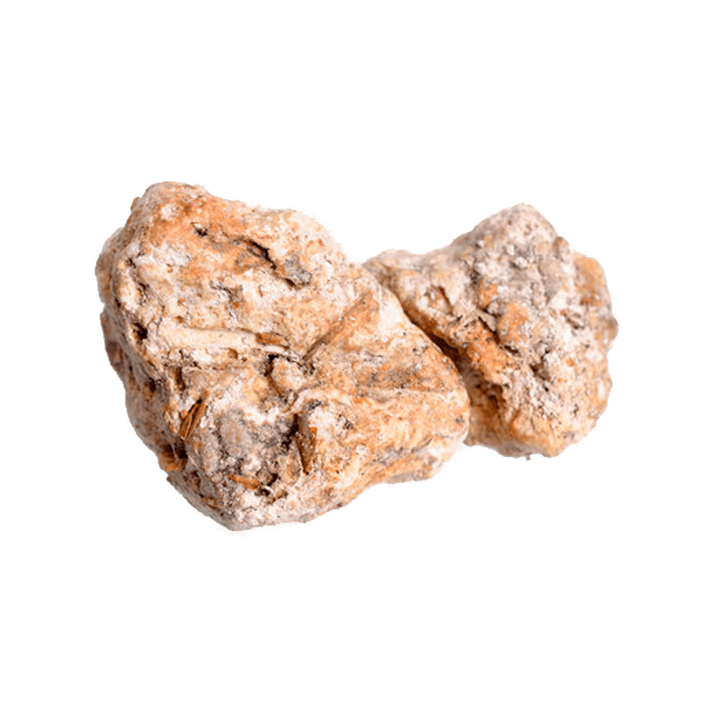 Musc tahara aphrodısıac