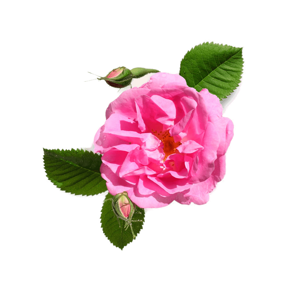  Rose Istanbul ətiri